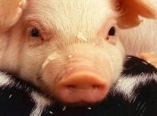 Польские фермеры начали забастовку против украинской свинины