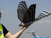 Изобретены робоптицы для защиты полей и аэропортов от пернатых