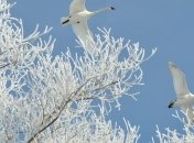 Прогноз погоды в Украине на 7 декабря: зима входит в свои права