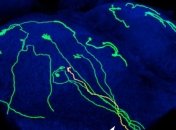 Новый вид нейронов показал, как формируется восприятие запахов у животных 