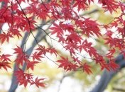 Туманы и тепло: синоптики дали прогноз на первый день ноября 