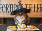 Гороскоп Таро, чего ждать 29 августа