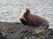 Впервые почти за столетие: на берег Ирландии выбросило необычного гостя (фото)