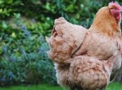 Польская курятина: небезопасная продукция продолжает "мигрировать" регионами