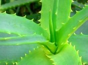 Лечения различных ран с помощью народных средств