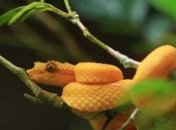 Кеймада-Гранди: остров ядовитых змей (Фото) 