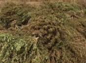 В Запорожской области при разоблачении наркоплантации, обнаружен схрон с оружием