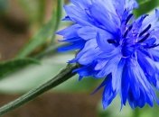 Эффективное лечение головной боли народными средствами