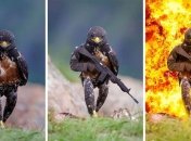 Фотогеничный ястреб попал в битву любителей фотошопа