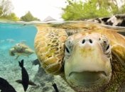 Открылась подводная фотовыставка