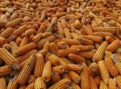 Украина войдет в тройку крупнейших экспортеров кукурузы в мире 