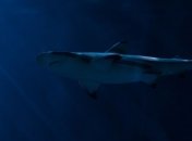 Туристический сезон на Сейшелах: акула испортила отдых гражданке Франции 