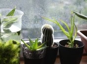 Эти комнатные цветы привлекут в дом счастье и укрепят вашу энергетику