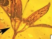 В древнем янтаре ученые обнаружили уникальную находку