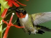 Колибри-самец "поет" хвостом