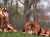 Свингеры мира животных