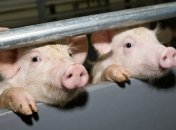 В Украине с начала 2018 года зафиксировано уже 123 случая АЧС