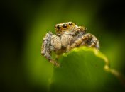 Які нові види павуків є в Україні