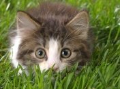 Весняне тепло