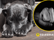 В Киеве хозяин жестоко избил собаку