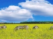 Сьогодення легендарного заповідника: що роблять туристи в "Асканії-Новій", хто годує тварин та де подівся науковий архів