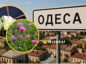 Летучие гости мигрируют по Украине