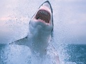 Акулы атаковали 7 человек за прошлый год