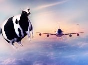 Безпілотники жартома називають "літаючими коровами", — фото ілюстративне