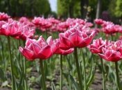 День Іоанна Богослова 21 травня: народні прикмети і заборони