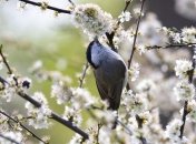 Марк Ключник: приметы и обряды на 8 мая