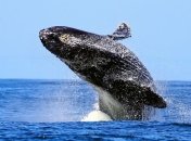 Кит потопил лодку южноафриканцев