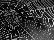 Стало известно, какие пауки оказались чемпионами по ускорению