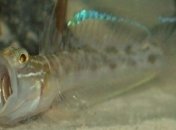 Морские течения разных температур способствуют развитию новых биологических видов