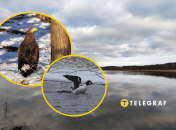 Редкие птицы в Украине