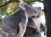 В Австралии под угрозой находятся сотни коал