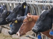 В Украине сократилось сельхозпроизводство 