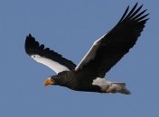 У птиц обнаружили ген, отвечающий за форму клюва