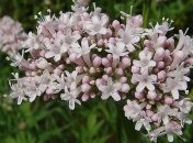 Натуральные средства для профилактики атеросклероза