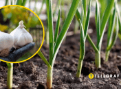 Яке добриво використовувати для часнику навесні