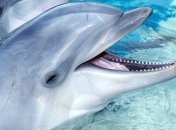 Ученые выяснили причину массовых самоубийств дельфинов