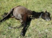 Забавные спящие животные из ВК заставят улыбнуться