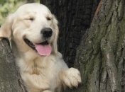 Самый неуклюжий в мире ретривер