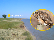 Рідкісна сова в "Тузливських лиманах"