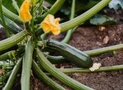 Кабачки невибагливі у догляді