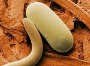 Ученые создали трехмерную модель круглого плывущего червя (Видео)