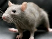 Ученые объяснили, как крысы научились предвидеть погоду