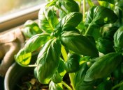 Базилик – очень ароматное и полезное растение (изображение создано с помощью ИИ)