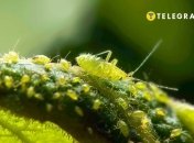 Попелиця може знищити рослини на городі та в саду  (зображення створено за допомогою ШІ)