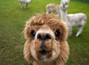 Зоопарки Киева и области: куда отправиться с детьми на выходные