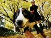 Прогулки с собаками улучшают физическое и психологическое здоровье человека